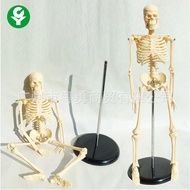 45cm Human Body Skeleton Model Skeleton Human Body Model Adult Small Skeleton Teaching Model Spine
