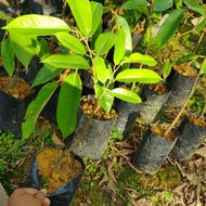 AZ Anak Pokok Durian Duri Hitam