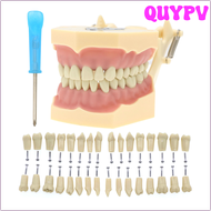 QUYPV ฟันปลอมทันตกรรมแบบ AG3 32ชิ้น M8014-2ฟันที่ถอดออกได้ APITV