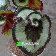 Tanaman Hias Begonia Keong