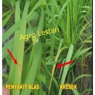 Fungisida buat penyakit blast kresek pada tanaman padi BLAST 200sc