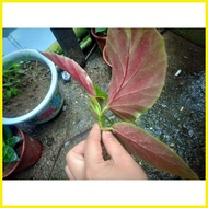 ✙ ✻ ☇◑ Begonia Maculata plants