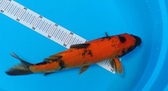Ikan Koi Import Asli Jepang Hi-Utsuri 37Cm + Sertifikat Tatanhaidar