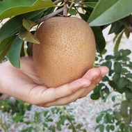ciku mega buah besar