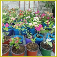 ♟ ✌ Bougainvillea cuttings (RARE VARIETIES WITH FREEBIES) not yet rooted