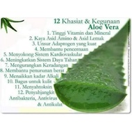 POKOK ALOR VERA GIANT