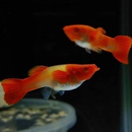 guppy albino koi gen king koi