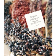 [Exclusive首家进口] Natural sprays / spikes- Sorghum Sudangrass hybrid Hamster bird rodent 天然穗子- 德国高梁苏丹穗