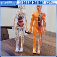 Human Anatomy Model: Human Torso Model for Human Body Anatomy Education, Organs Model for Students' 