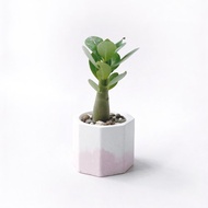 草莓牛奶系列 | 沙漠玫瑰 小八角形雙色水泥多肉植栽