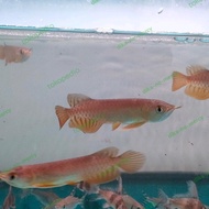 HOT DEALS IKAN ARWANA GOLDEN RED BABY 10CM READY STOCK