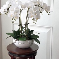 Bunga Anggrek Latex Artificial / Orchid Import - Putih / Anggrek Bulan