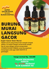 penggacor burung murai SUPER GACOR DOOR MURAI BATU juara gantangan