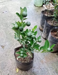 Live Plant Grafted Plant Marcoted Plant Tree Kalamansi Plant Calamansi Tree Indoor Plant Outdoor Pla