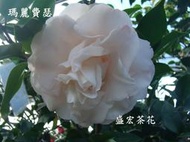 【盛宏茶花】茶花品種︱1呎5盆,原棵庭園茶花︱高度 140公分︱瑪麗費瑟(有花苞)G054(請自取)