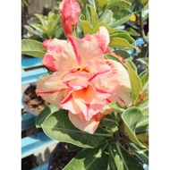 adenium thailand pasu 6"