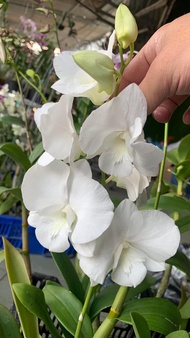 Hoa lan denro lai hồ điệp trắng