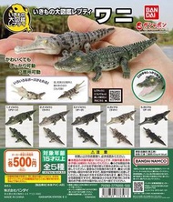 鱷魚 扭蛋 01 生物大圖鑑 Repti