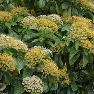 Pokok Bunga Ixora Madagascar
