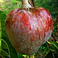 Sindo - Red Custard Apple/San Pablo Plant (Annona reticulata San Pablo)