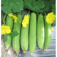 Long Fruit Luffa Seeds