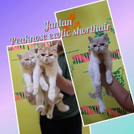 kucing peaknose exotic shorthair