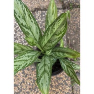 Rare Aglaonema Commutatum Plants Cuttings - Painted Drop Tongue