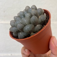 H2O - Hawarthia “ice lantern” Succulent Live Plant