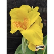 Yellow Canna Coccinea / Anak Pokok Bunga Pisang 2Kaki  3Kaki (Kuning)