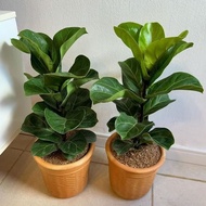 Ficus Lyrata, Fiddle-leaf Fig, Fiddle-leaf, Banjo Fig, Lyre-leaf Figtree, 琴叶榕, 提琴叶榕