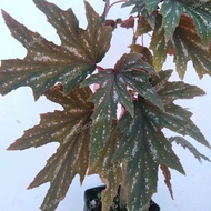 Begonia angel wings - tanaman hias begonia
