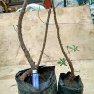 Paling Dicari 2bahan Dongkelan bahan Bonsai santigi maw digsde 9727vf