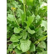 Dandelion plant combo 10 plants