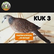 burung tekukur gacor kuk 3 berpetuah mewah