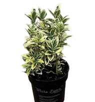 tanaman hias hidup euonymus japonicus white variagata