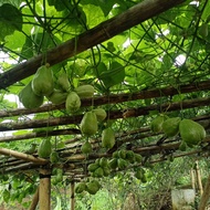 bibit labu siam jenis anggur / waluh siem beby