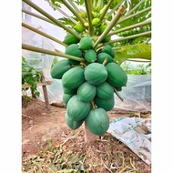 Seed set of 5 super dwarf papaya seeds + 1 bag of growing medium 0.5 kg