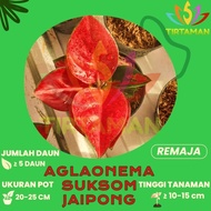 Aglonema Suksom Jaipong