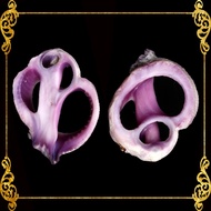Cut Seashells | Cebu Beauty | 3 Pieces