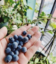 🫐 有花有果藍莓🫐仲有第二啲果樹盆栽tree plant flower