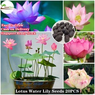20pcs Lotus Water Lily Seeds for Planting Garden Decoration Beautiful Flower Seeds for Easy To Germinate Fast Grow