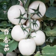 白玉番茄種子白色西紅柿種籽特色蔬菜菜籽觀光園傳家寶稀有蔬菜