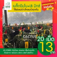 🌵เมล็ดยิมโนด่าง+LBด่าง💥พิเศษ20เมล็ด  13 บาท 💥เก็บใหม่ทุกเดือน💥 เมล็ดมิกซ์ยิมโน+LBแท้13พู+LB Hy ยิมโน