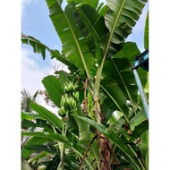 Benih Pokok Pisang (sulur) Pisang nangka / pisang 40hari / pisang awak