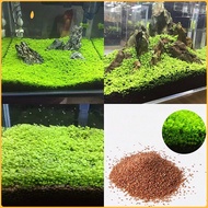 Aquarium Grass Plant Seeds Green Carpet Plant Aquatic Water Grass Seeds Plant Seeds for Garden Lawn 