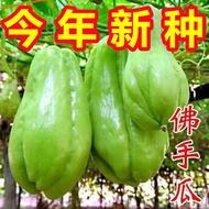 现货爆款白色佛手瓜种籽白佛手瓜种子农家田园春夏种植蔬菜种子高产易成活White chayote seeds White chayote seeds Farmhouse20251016