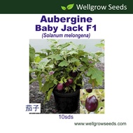 Aubergine Baby Jack F1 (10sds) 茄子:杰克宝宝 Eggplant Terung Vegetable Seeds Wellgrow Seeds