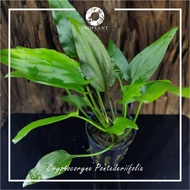🔥BUY 3 FREE 1🔥Cryptocoryne Pontederiifolia🔥 ( Aquarium / Carpet Plant / Aquascape Plant / Paludarium / Vivarium )