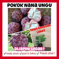 RINA • pokok Nona ungu • apple custard purple live plant fruit sapling buah buahan fruits outdoor an