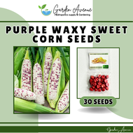 WAXY SWEET PURPLE CORN SEEDS (30 SEEDS) - GARDEN/FARMING/HYBRID/HIGH YIELDING